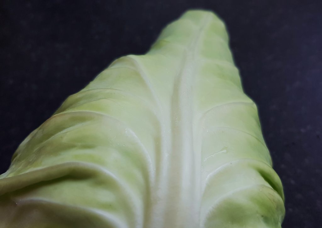 Weißkohl, Spitzkohl