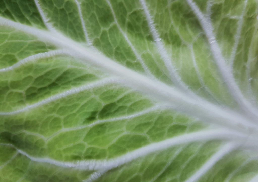 Weißkohl, Weißkohlblätter, Kohlblätter, Brassica oleracea convar. capitata var. alba