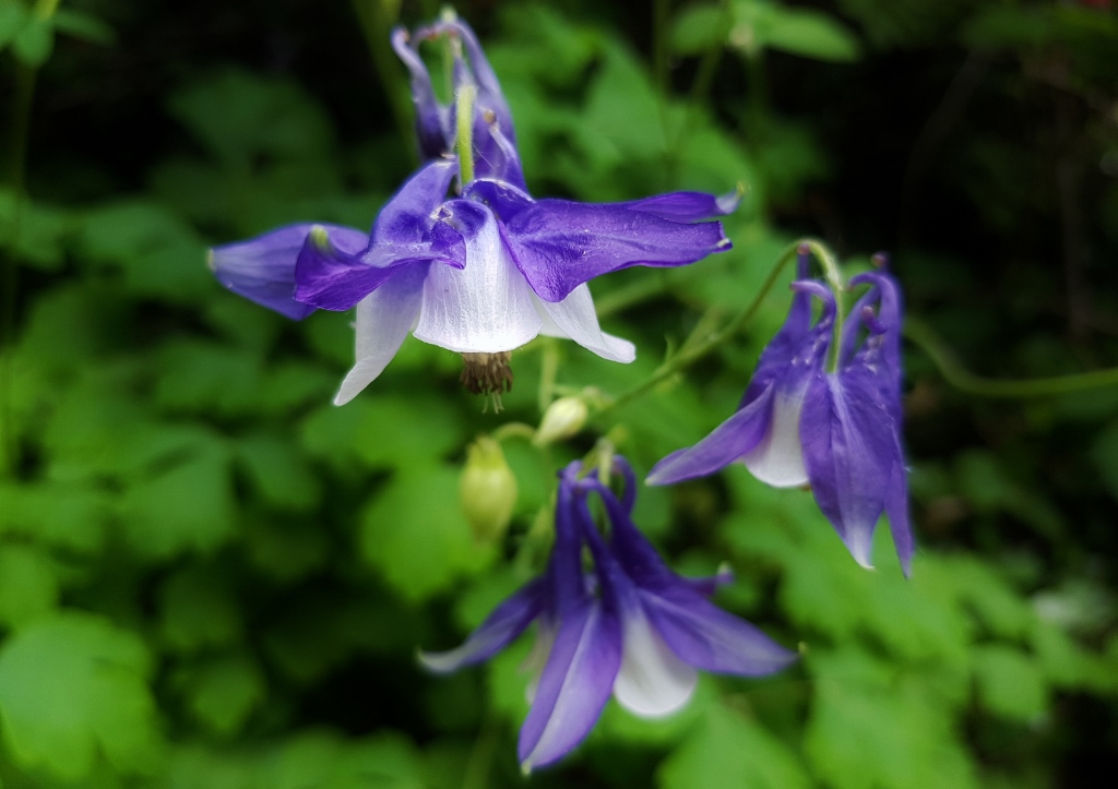 Akelei, Aquilegia, Blau-Weiße Akelei, Rocky-Mountain-AkeleiAquilegia x caerulea 'Spring Magic'