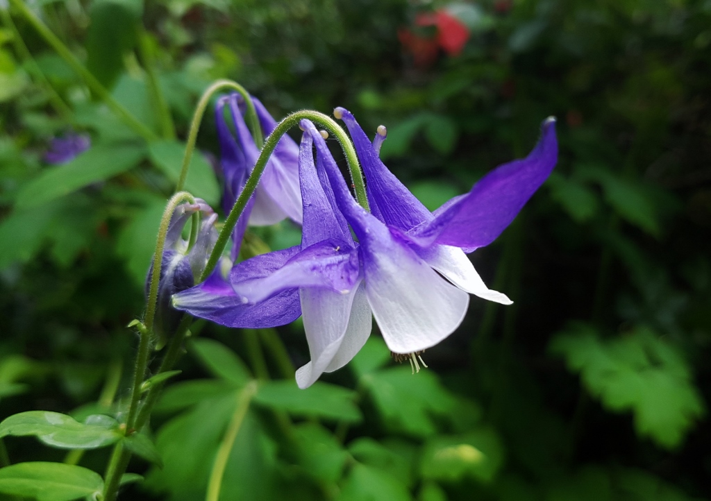 Akelei, Aquilegia, Blau-Weiße Akelei, Rocky-Mountain-AkeleiAquilegia x caerulea 'Spring Magic'