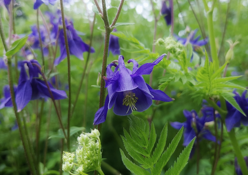 Akelei, Aquilegia, Gemeine Akelei, Aquilegia vulgaris