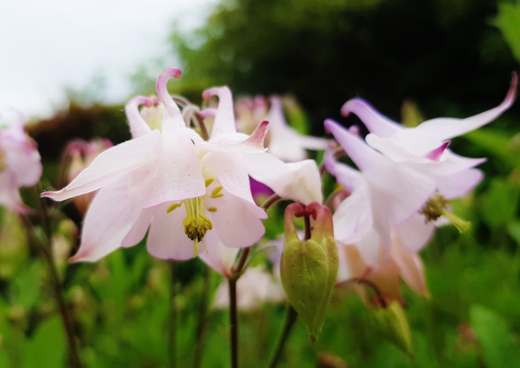 Akelei, Aquilegia, zartrosa Akelei, Gemeine Akelei, Aquilegia vulgaris