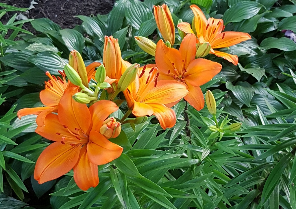 Liliengewächse, Lilie, Lilien, Feuerlilie, Lilium, Lilium bulbiferum