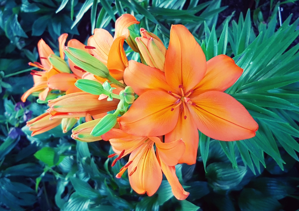 Liliengewächse, Lilie, Lilien, Feuerlilie, Lilium, Lilium bulbiferum