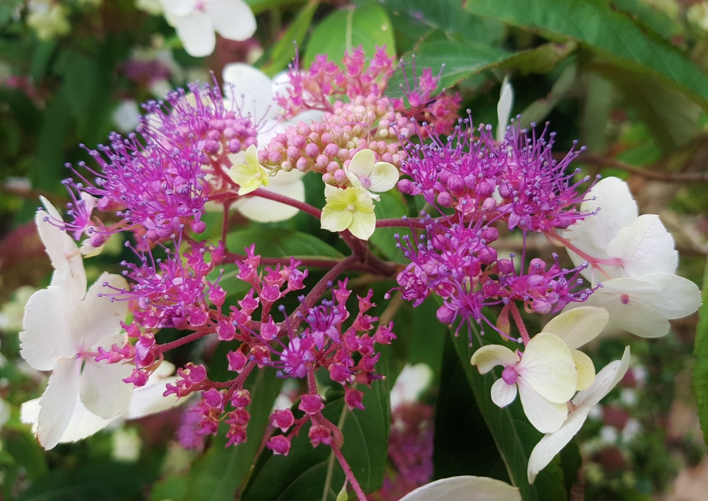 Hortensien überwintern, Hortensien, Hortensie, Raue Horstensie, Samthortensie, Hydrangea, Hydrangea aspera