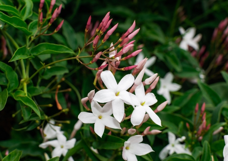 Jasmin, Jasminum, Echter Jasmin, Jasminum officinale, Jasminblüten, Duftpflanzen, Duftkräuter, Zimmerpflanzen