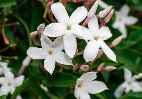 Jasmin, Jasminum, Echter Jasmin, Jasminum officinale, Jasminblüten, Duftpflanzen, Duftkräuter, Zimmerpflanzen