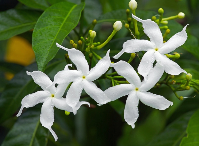 Jasmin, Jasminum, Arabischer Jasmin, Sampaguita Jasmin, Jasminum sambac, Jasmintee, Jasminblüten, Duftpflanzen, Duftkräuter, Zimmerpflanzen
