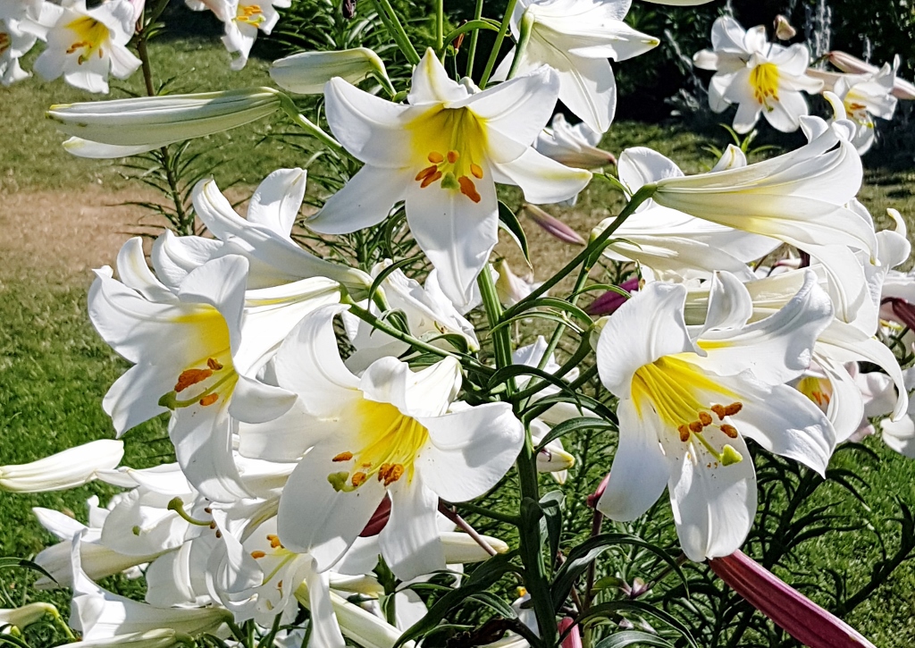Liliengewächse, Lilie, Lilien, Lilium, Königslilie, Lilium regale, Botanischer Garten London, Royal Botanic Garden London
