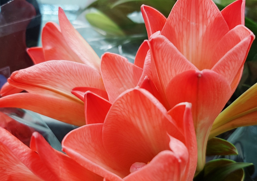 Liliengewächse, Liliaceae, Lilie, Lilien, Lilium, Orientalische Lilie, Asiatische Lilie, Pink Heaven