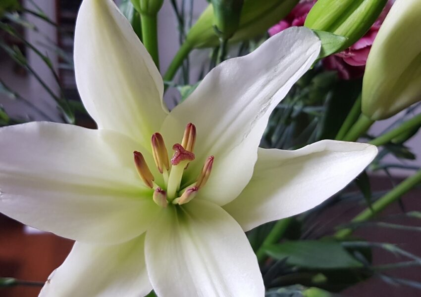 Liliengewächse, Liliaceae, Lilie, Lilien, Lilium, Madonnenlilie, Weiße Lilie, Lilium candida