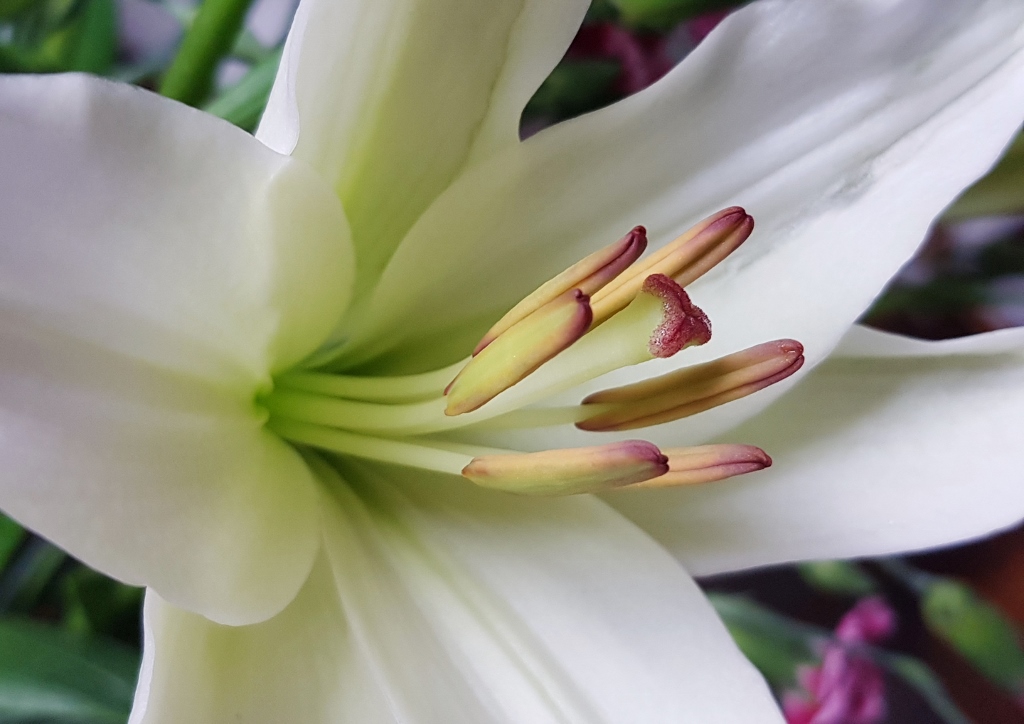 Liliengewächse, Liliaceae, Lilie, Lilien, Lilium, Madonnenlilie, Weiße Lilie, Lilium candida