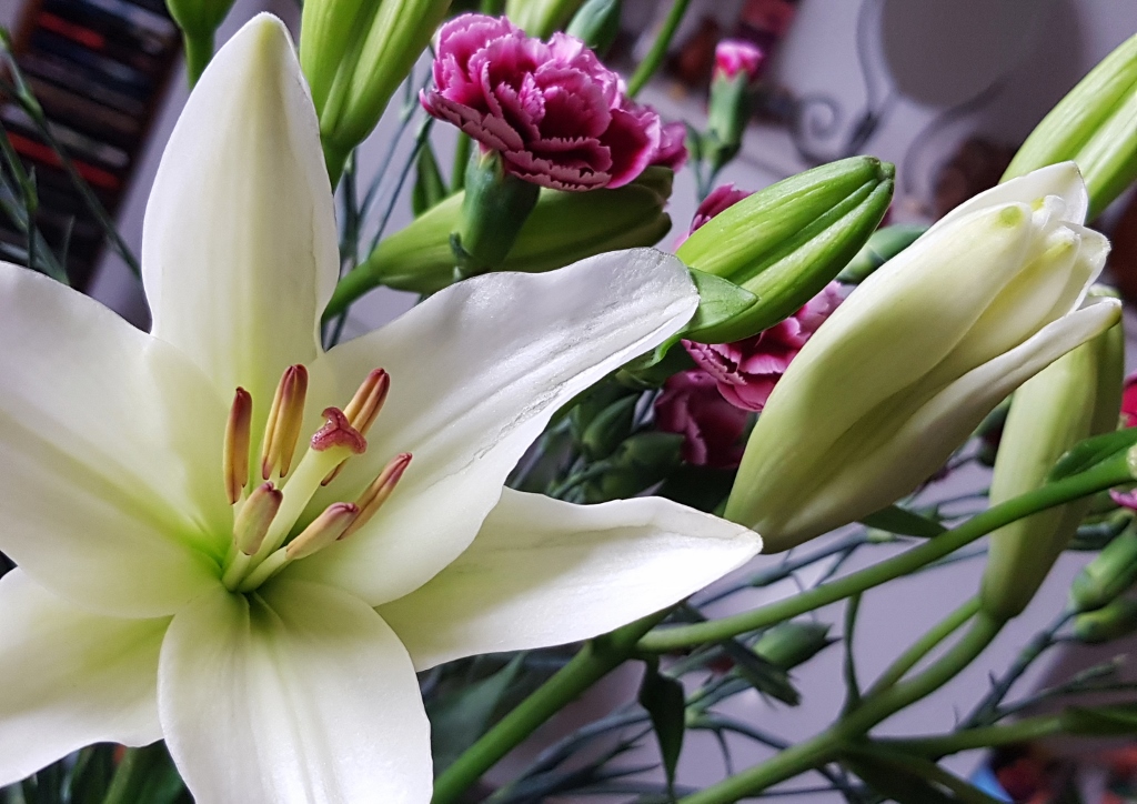 Liliengewächse, Liliaceae, Lilie, Lilien, Lilium, Madonnenlilie, Weiße Lilie, Lilium candida