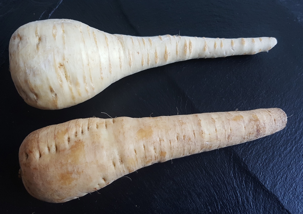 Pastinake, Pastinaken, Pastinak, Pastinaca, Pastinaca sativa, Petersilienwurzel