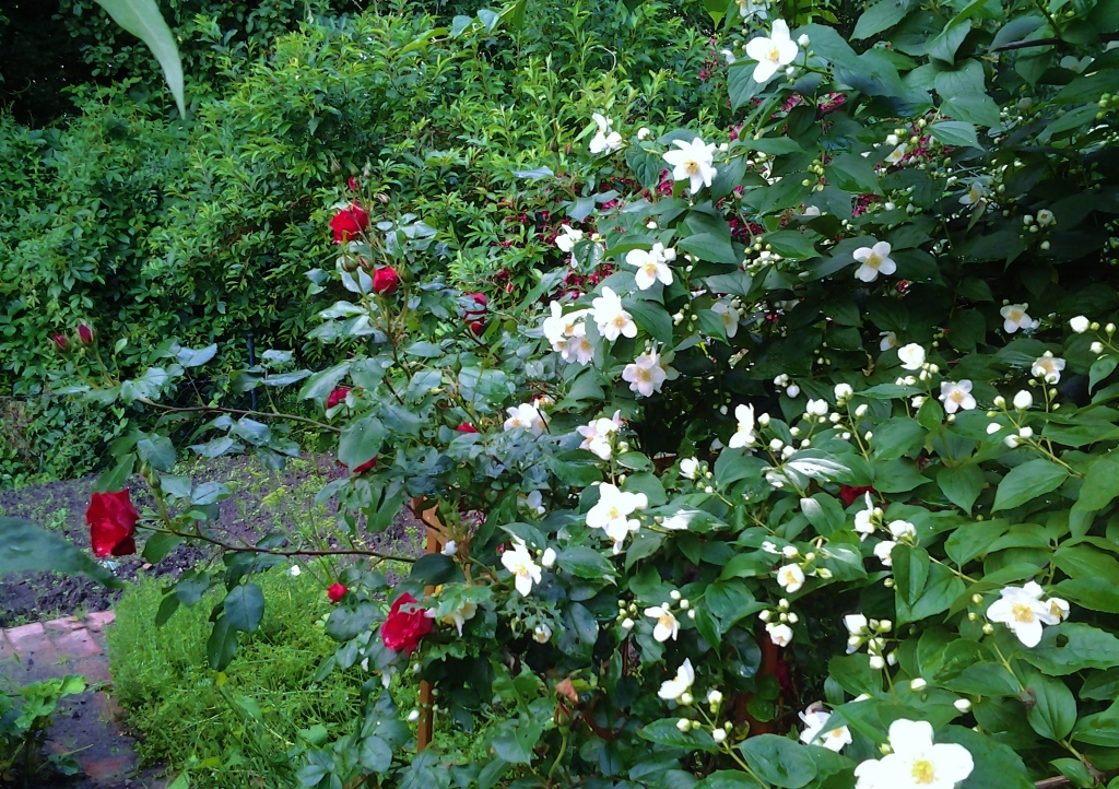 Falscher Jasmin, Sommerjasmin, Pfeifenstrauch, Philadelphus