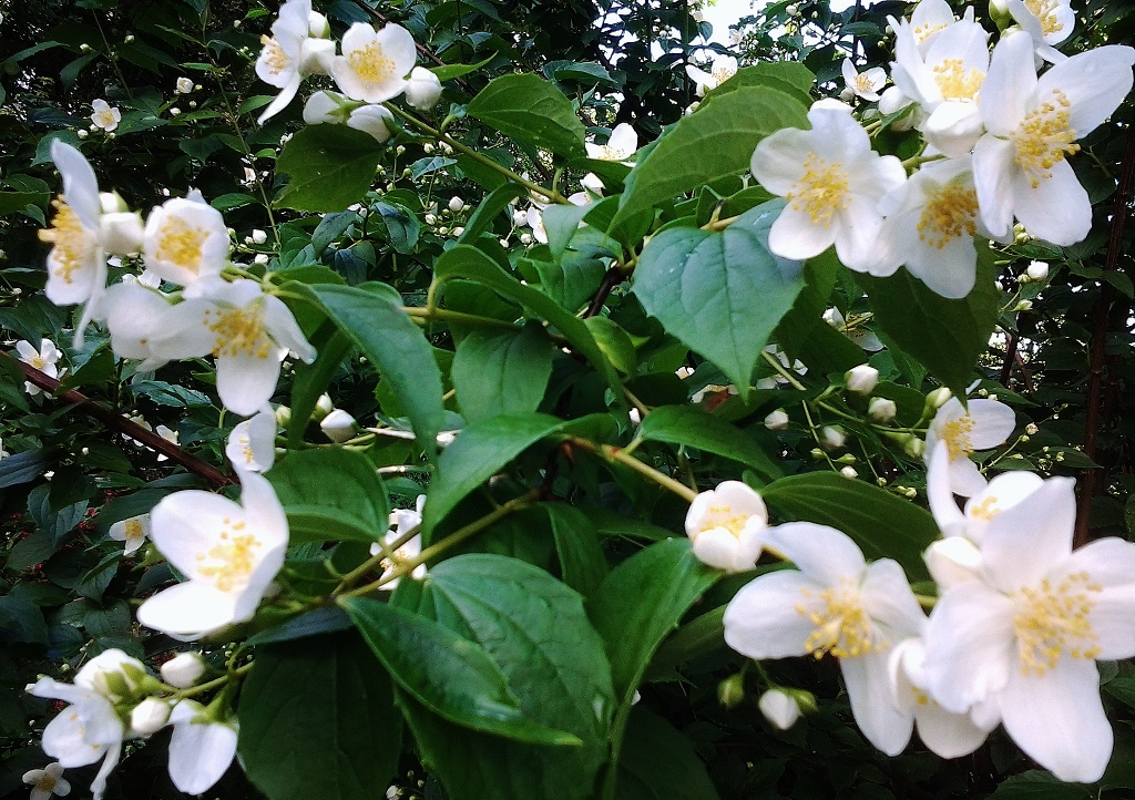 Falscher Jasmin, Sommerjasmin, Pfeifenstrauch, Philadelphus