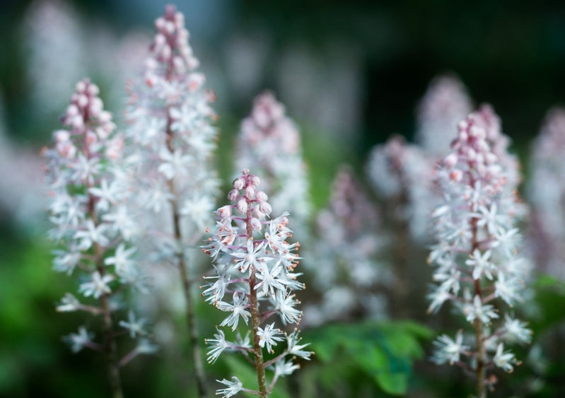 Schaumblüte, Schaumblüten, Tiarella