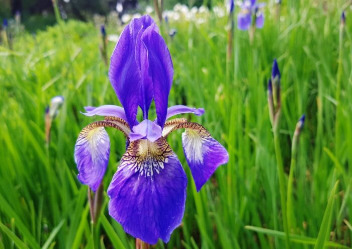 Schwertliliengewächse, Schwertlilie, Ostsibirische Schwertlilie, Iris, Iris sanguinea