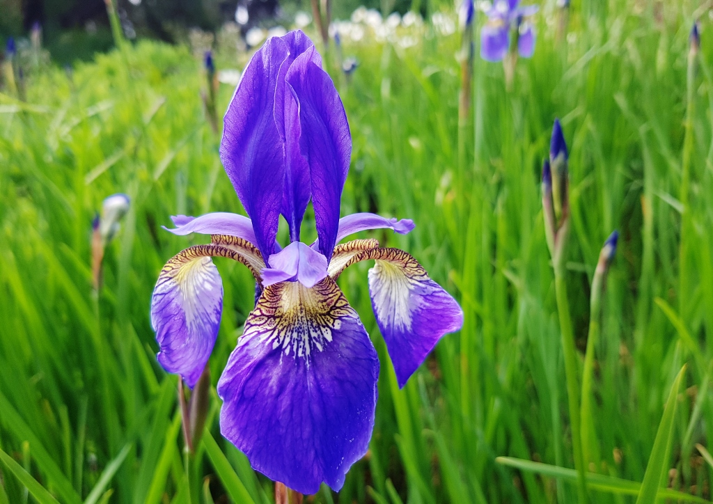 Schwertliliengewächse, Schwertlilie, Ostsibirische Schwertlilie, Iris, Iris sanguinea