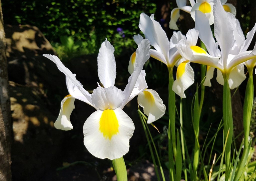 Schwertliliengewächse, Schwertlilie, Schwertlilien, Iris, Sibirische Schwertlilie, Iris sibirica, Snow Queen