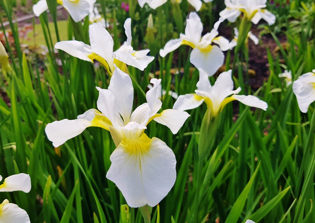 Schwertliliengewächse, Schwertlilie, Schwertlilien, Iris, Sibirische Schwertlilie, Iris sibirica, Snow Queen