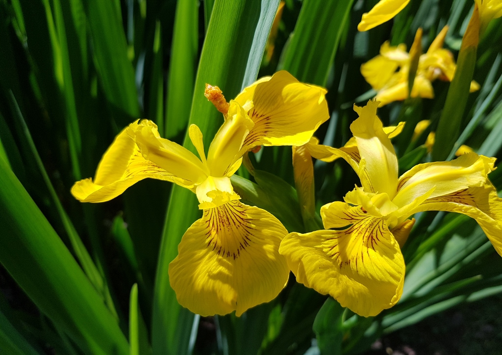 Schwertliliengewächse, Sumpf-Schwertlilie, Schwertlilie, Schwertlilien, Iris, Iris pseudacorus