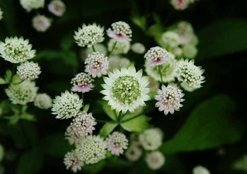 Sterndolde, Astrantia, Große Sterndolde, Astrantia major