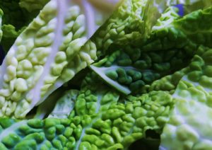 Wirsing, Wirsingsalat