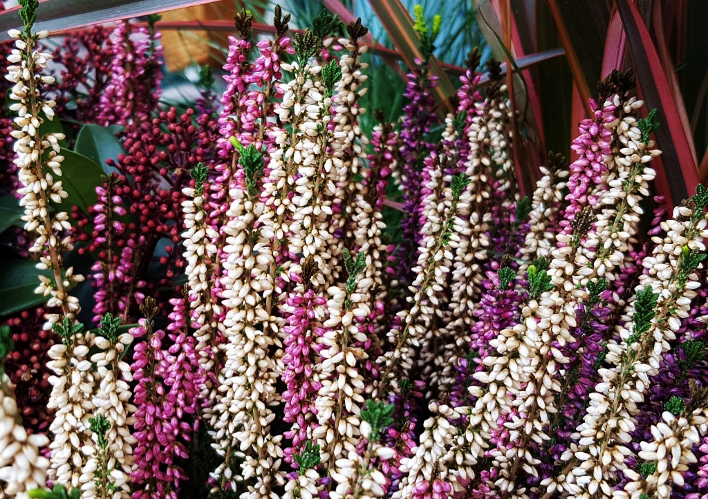 Heidekraut, Heidekräuter, Erica, Heidekrautgewächse, Schneeheide, Erica carnea