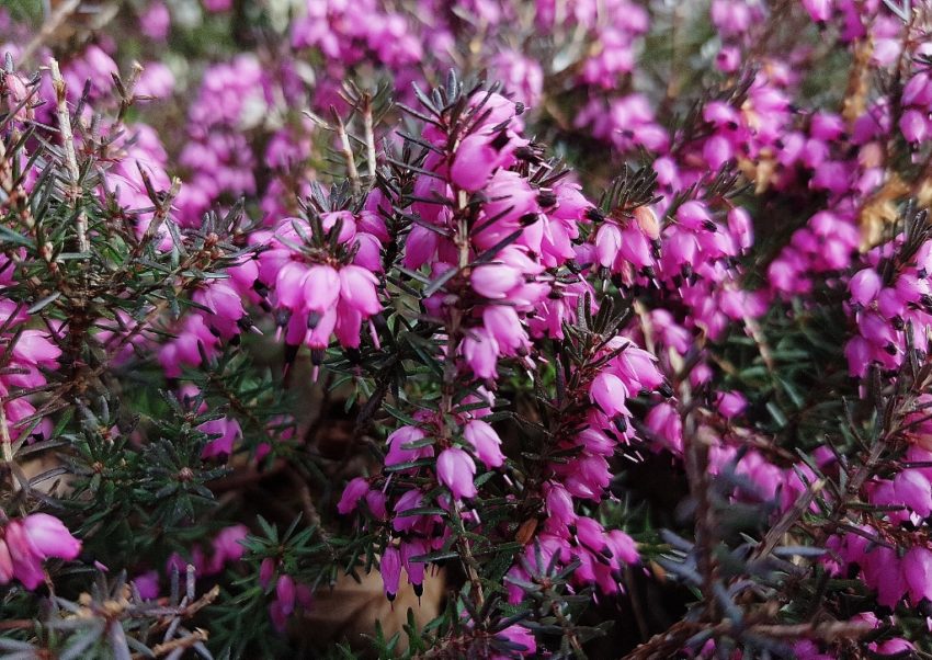 Heidekraut, Heidekräuter, Erica, Heidekrautgewächse, Schneeheide, Erica carnea