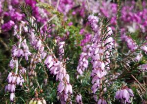 Heidekraut, Heidekräuter, Erica, Heidekrautgewächse, Schneeheide, Erica carnea