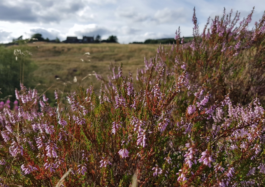 Heidekraut, Erica, Heidegarten, Heideland, Heidelandschaft