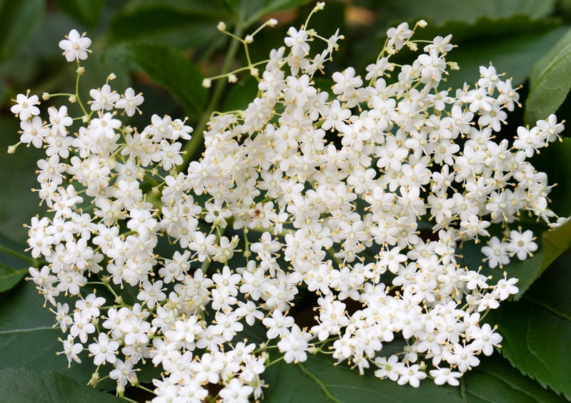 Holunder, Holunderblüte, Holunderblüten, Schwarzer Holunder, Sambucus, Sambucus nigra