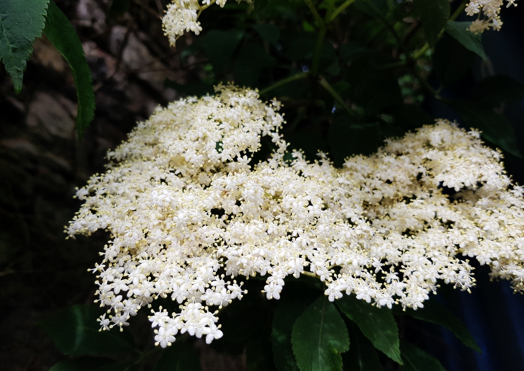 Holunder, Holunderblüte, Holunderblüten, Schwarzer Holunder, Sambucus, Sambucus nigra