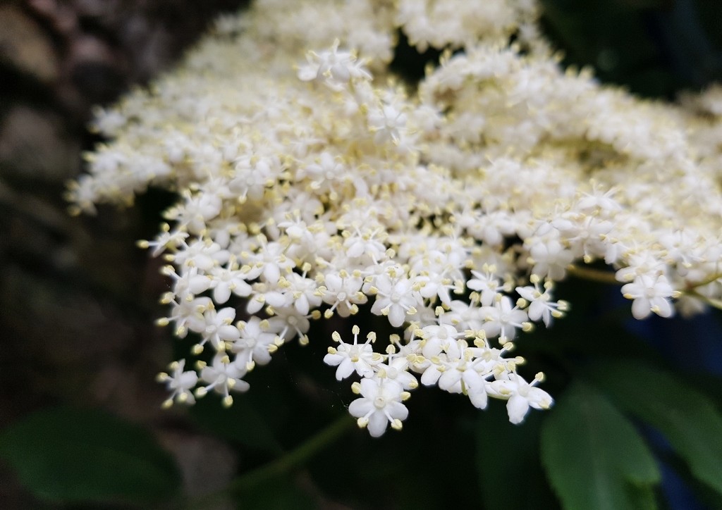 Holunder, Holunderblüte, Holunderblüten, Schwarzer Holunder, Sambucus, Sambucus nigra
