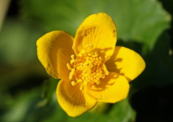Dotterblume, Sumpfdotterblume, Caltha, Caltha palustris, Hahnenfußgewächse, Ranunculaceae