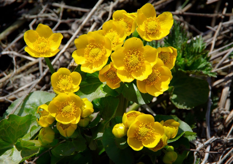 Dotterblume, Sumpfdotterblume, Caltha, Caltha palustris, Hahnenfußgewächse, Ranunculaceae