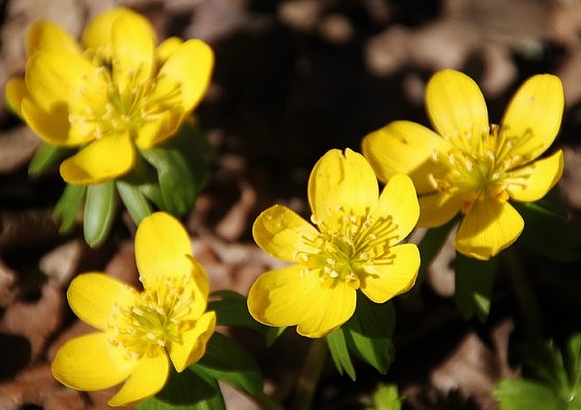 Dotterblume, Sumpfdotterblume, Caltha, Caltha palustris, Hahnenfußgewächse, Ranunculaceae
