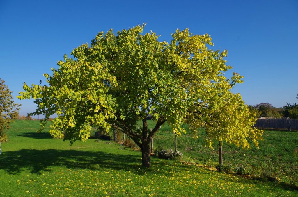 Aprikose, Aprikosen, Aprikosenbaum, Aprikosenbäume, Marille, Marillen, Prunus, Prunus armeniaca