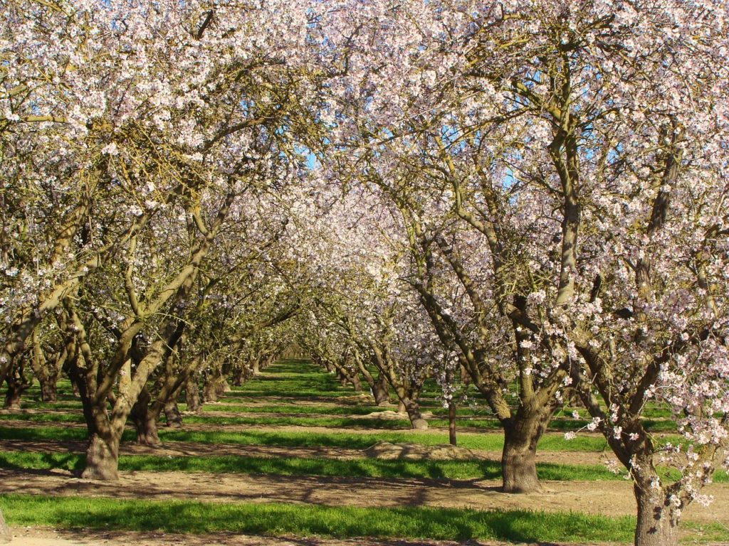 Aprikose, Aprikosen, Aprikosenbaum, Aprikosenbäume, Marille, Marillen, Prunus, Prunus armeniaca, Aprikosenhain, Aprikosenblüte