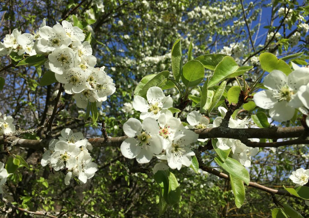 Birne, Birnen, Birnbaum, Birnbäume, Pyrus, Holzbirne, Pyrus pyraster