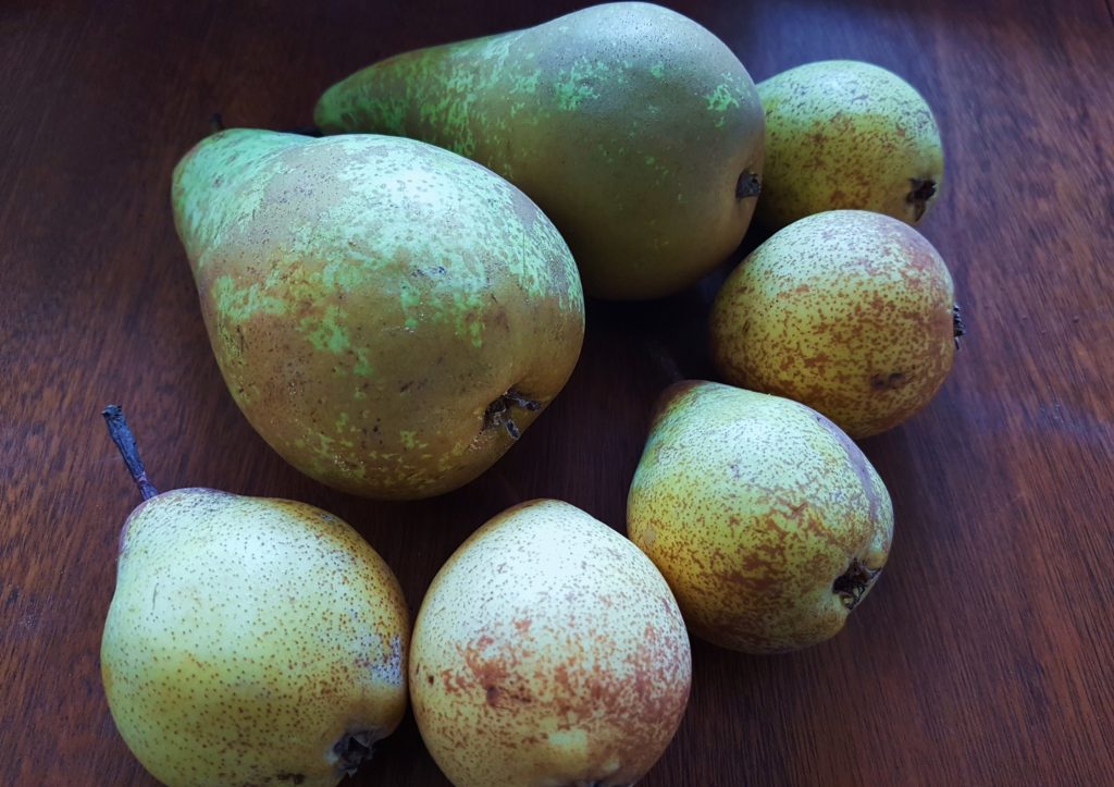 Birne, Birnen, Birnbaum, Birnbäume, Pyrus