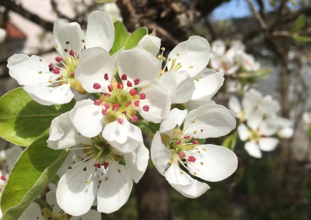 Birne, Birnen, Birnbaum, Birnbäume, Pyrus, Kultur-Birne, Pyrus communis