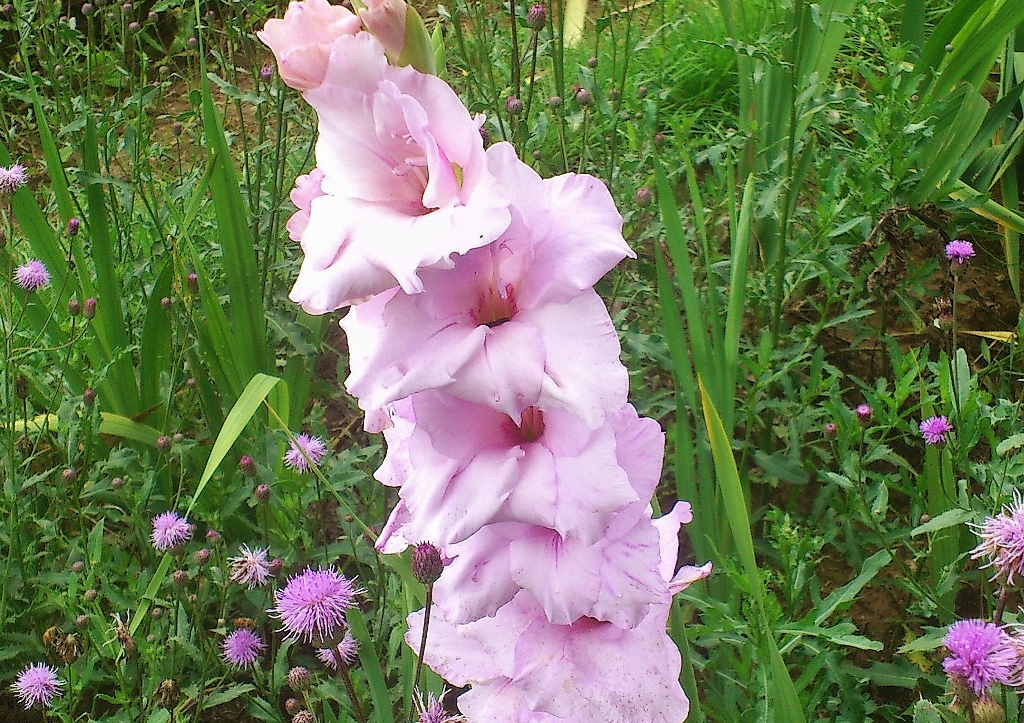 Gladiole, Gladiolen, Schwertblume, Gladiolus