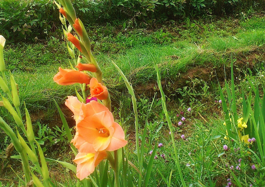 Gladiole, Gladiolen, Schwertblume, Gladiolus