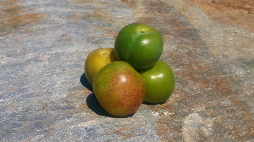 Aprikose, Aprikosen, Aprikosenbaum, Aprikosenbäume, Marille, Marillen, Prunus, Prunus armeniaca, grüne Aprikosen