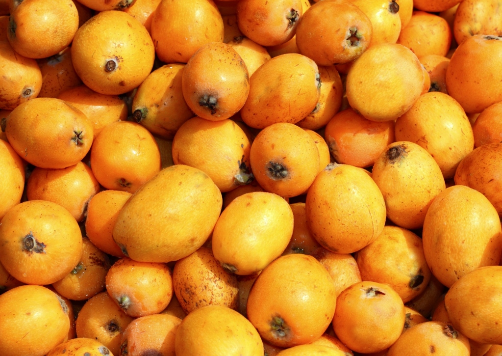 Mispel, Mispeln, Japanische Wollmispel, Eriobotrya japonica
