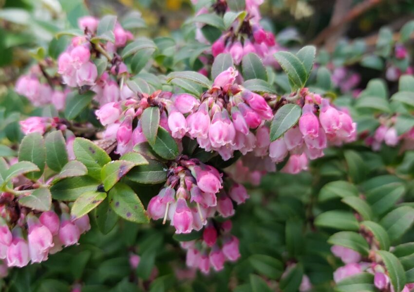 Lavendelheide, Pieris, Heidekraut, Heidekrautgewächse, Japanische Lavendelheide, Pieris japonica
