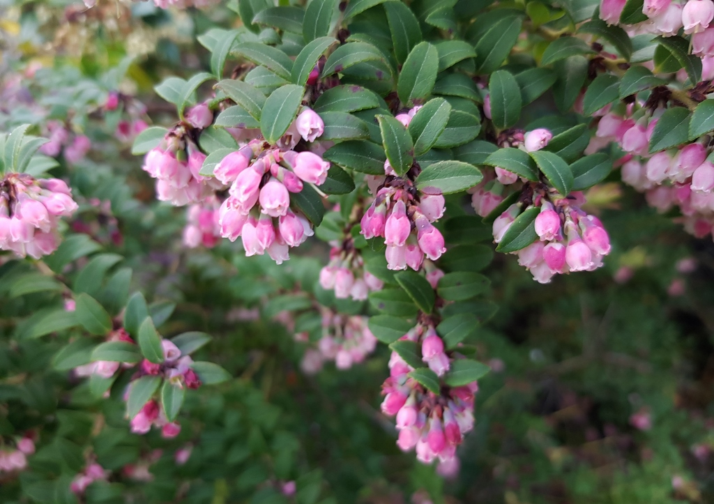 Lavendelheide, Pieris, Heidekraut, Heidekrautgewächse, Japanische Lavendelheide, Pieris japonica