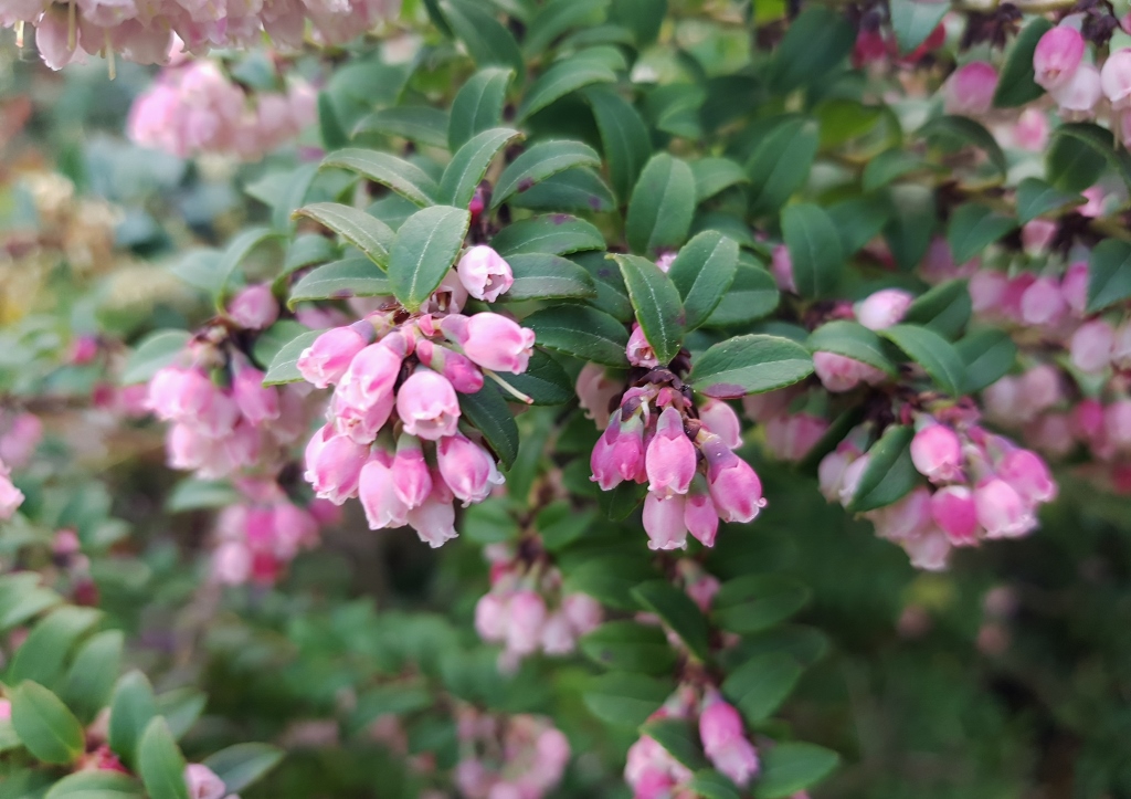 Lavendelheide, Pieris, Heidekraut, Heidekrautgewächse, Japanische Lavendelheide, Pieris japonica